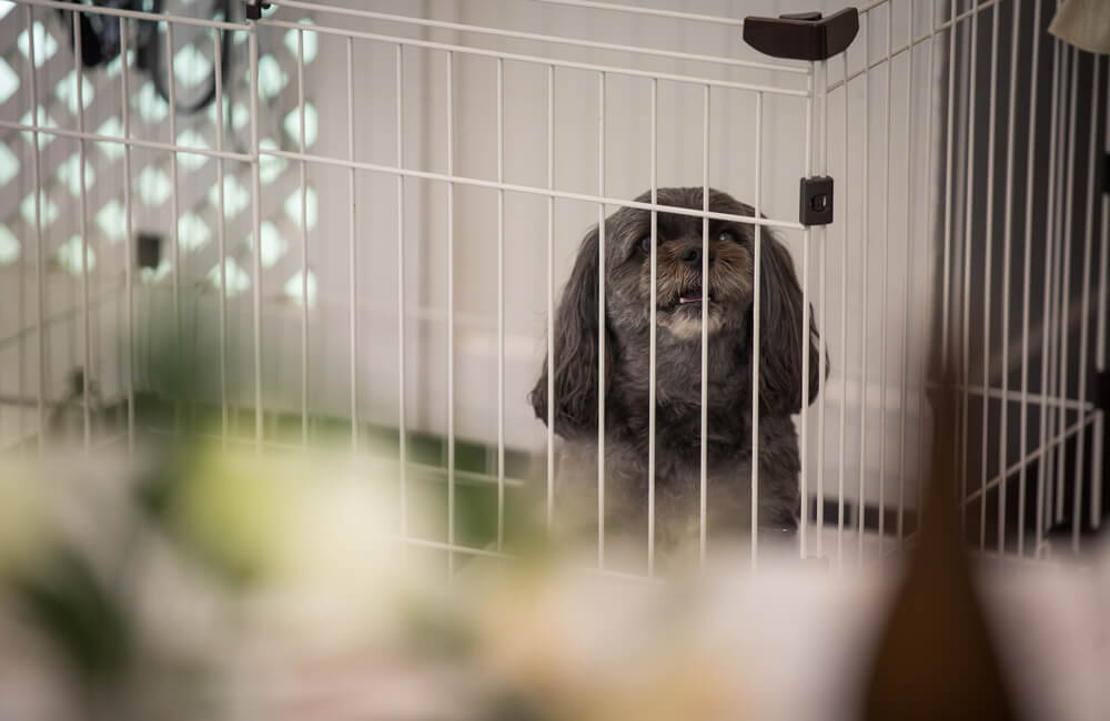 軽井沢 アンジェロ教会