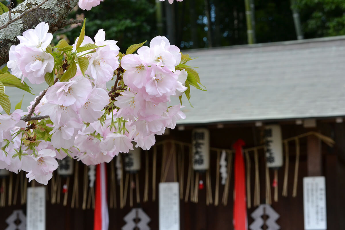 平野神社