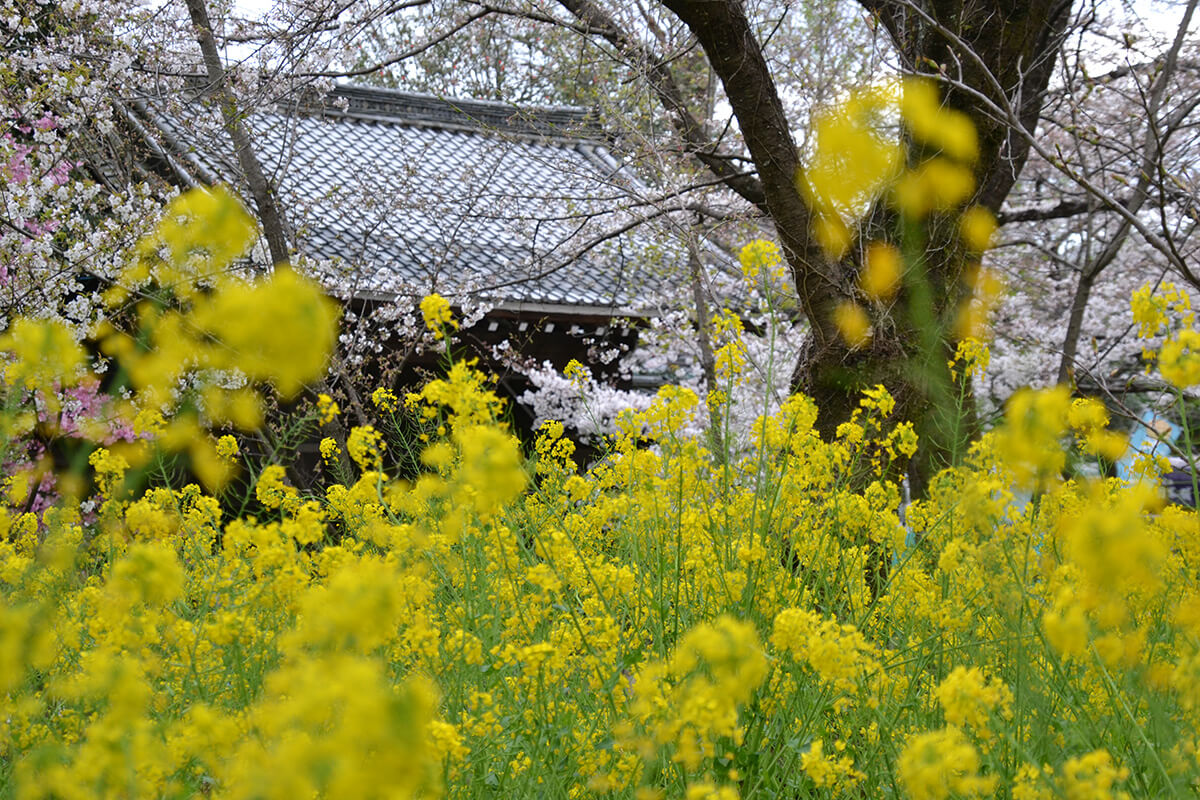 平野神社