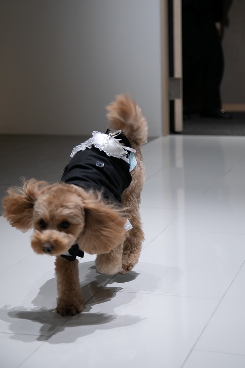 ペットと一緒にご結婚式??part②