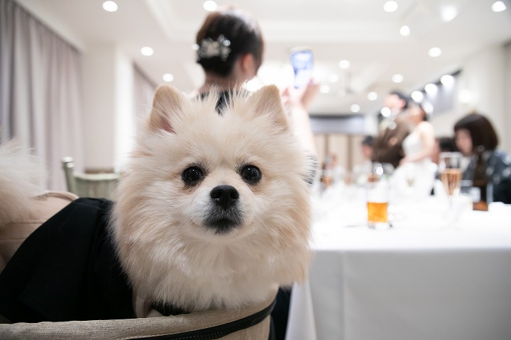 【小さな結婚式 福岡】ペットも一緒にアットホームな結婚式 レポート③