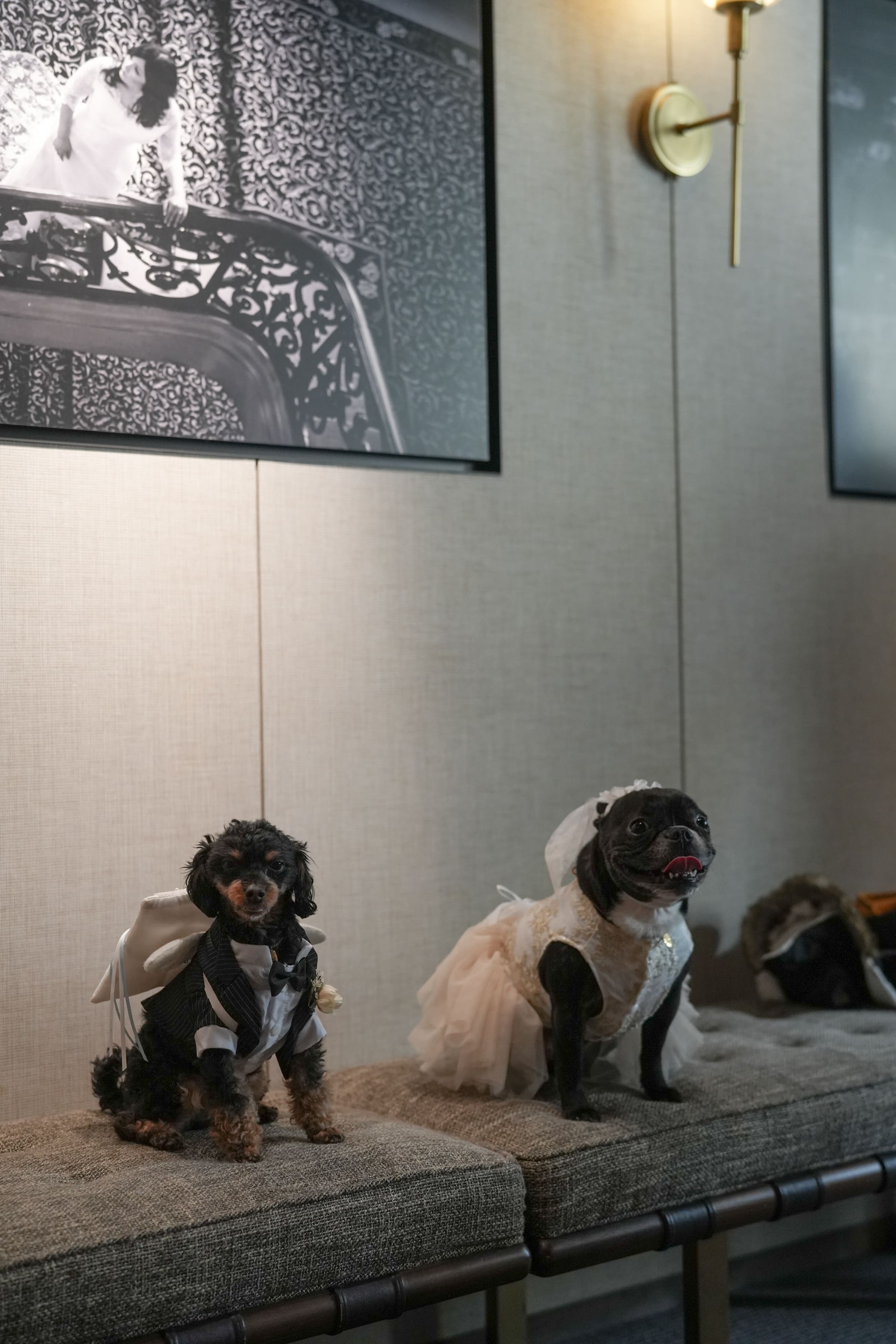 わんわんパラダイスなＨａｐｐｙ　Ｗｅｄｄｉｎｇ！！　Ｐａｒｔ１