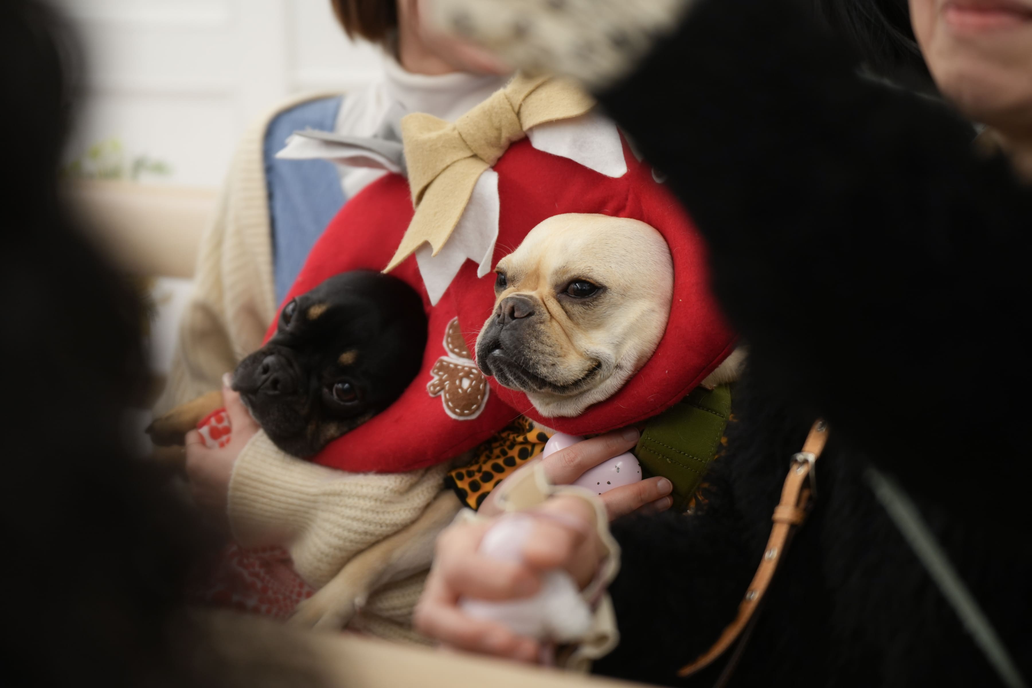 わんわんパラダイスなＨａｐｐｙ　Ｗｅｄｄｉｎｇ！！　Ｐａｒｔ２