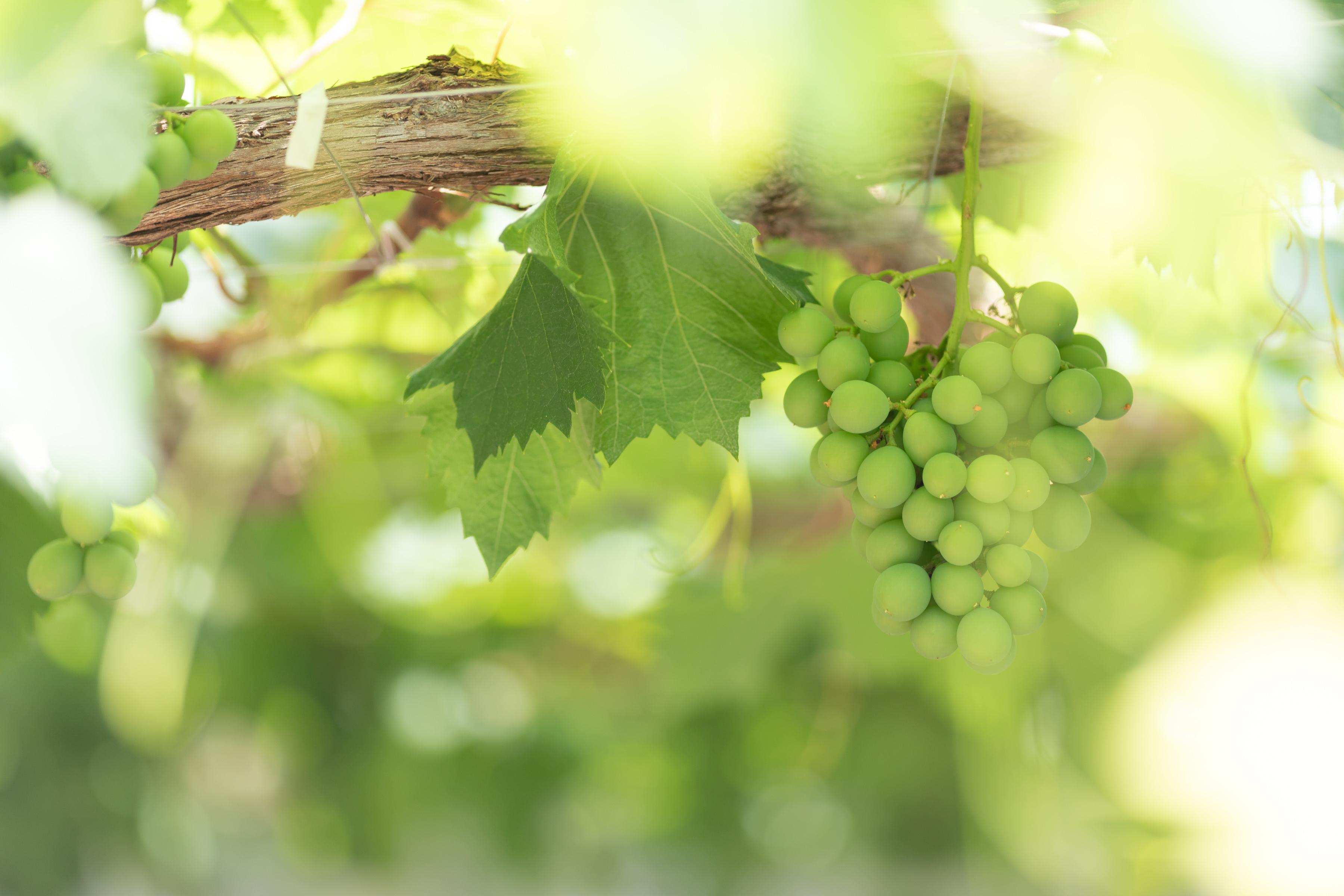 ぶどうの森での結婚式　Part1