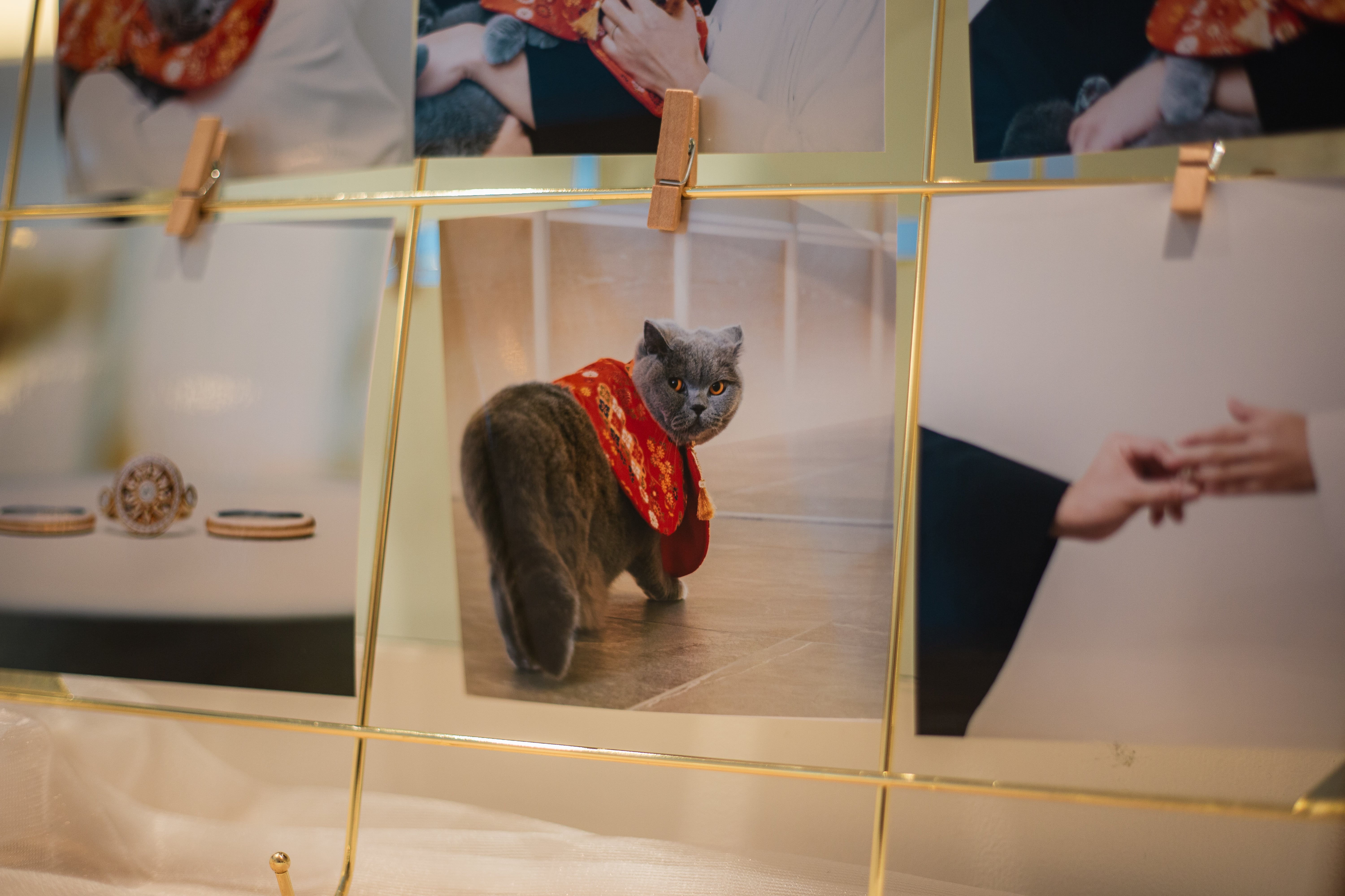 お留守番だけど一緒に参加できるペット婚?