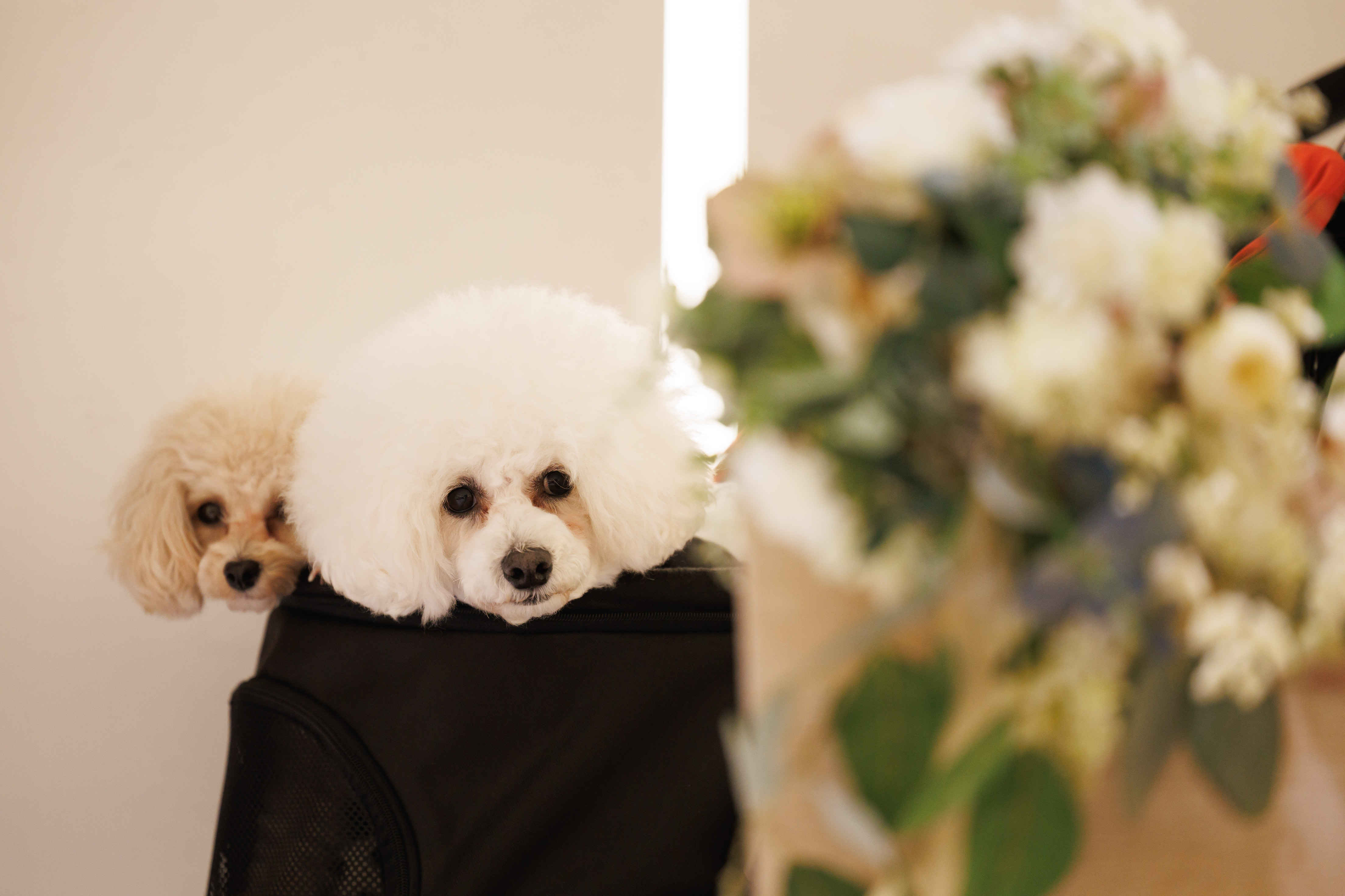 ペットと新郎新婦お二人だけの結婚式をご紹介?(挙式中)