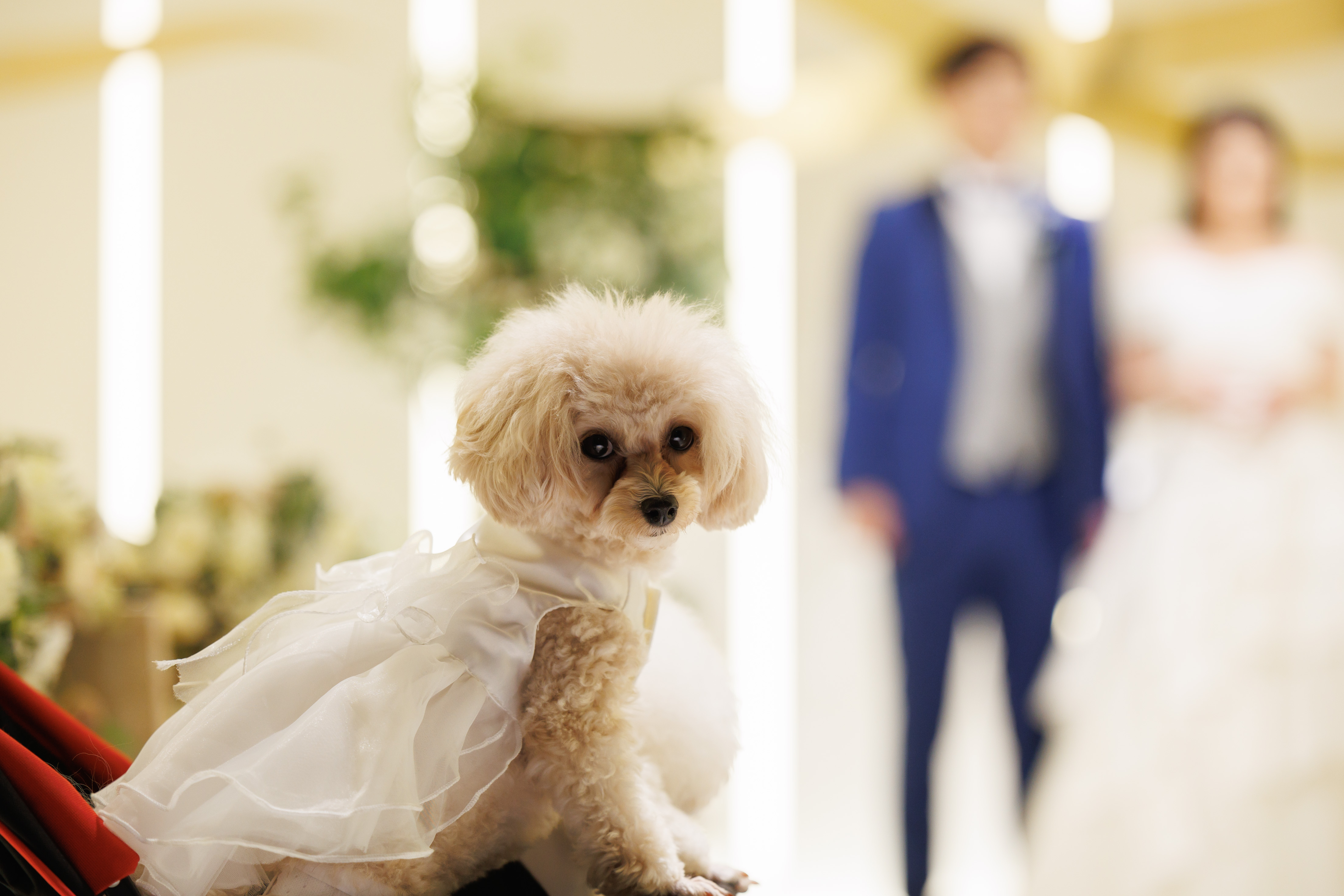 ペットと新郎新婦お二人だけの結婚式をご紹介?(メイクシーン~挙式前)