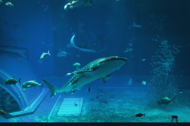 美ら海水族館を貸切！？夢に見た結婚式♡
