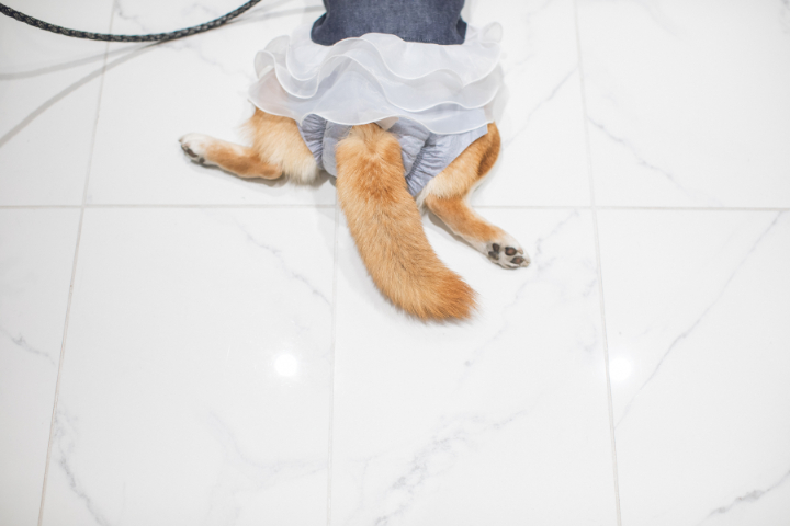 ペットと一緒に結婚式