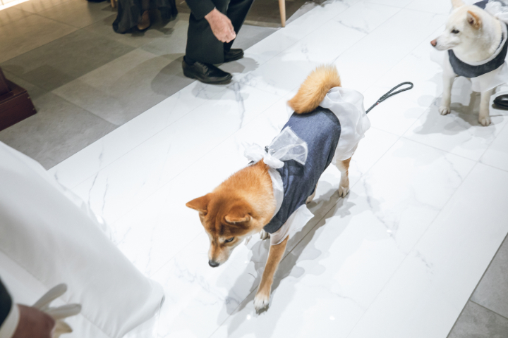 ペットと一緒に結婚式