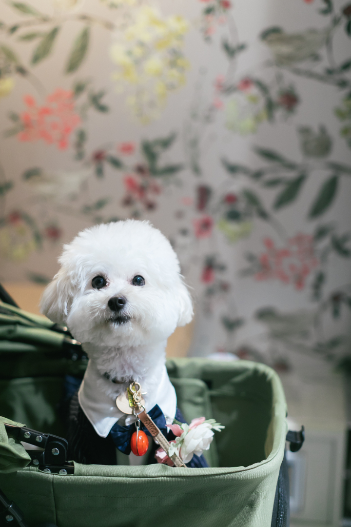 幸せお届日便～ワンちゃんといっしょ編～