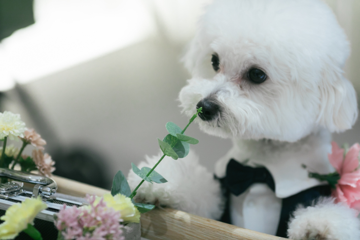 愛犬と一緒にお二人らしい結婚式を(#^.^#)♪