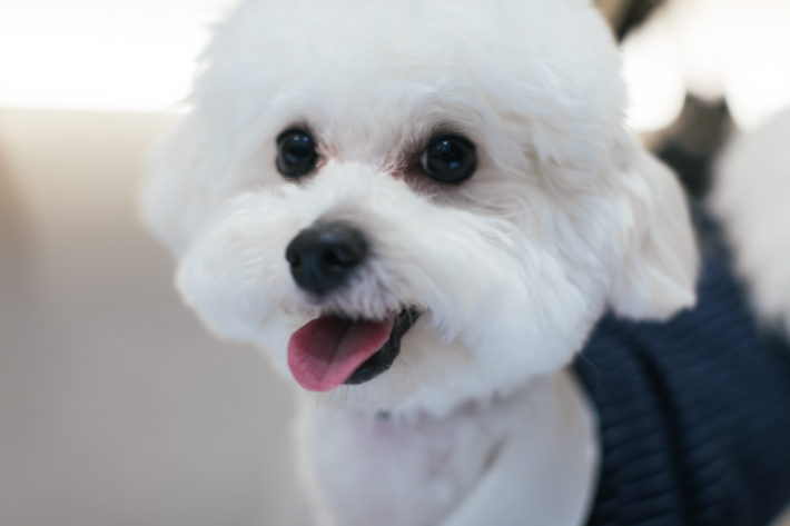 愛犬と一緒にお二人らしい結婚式を(#^.^#)♪