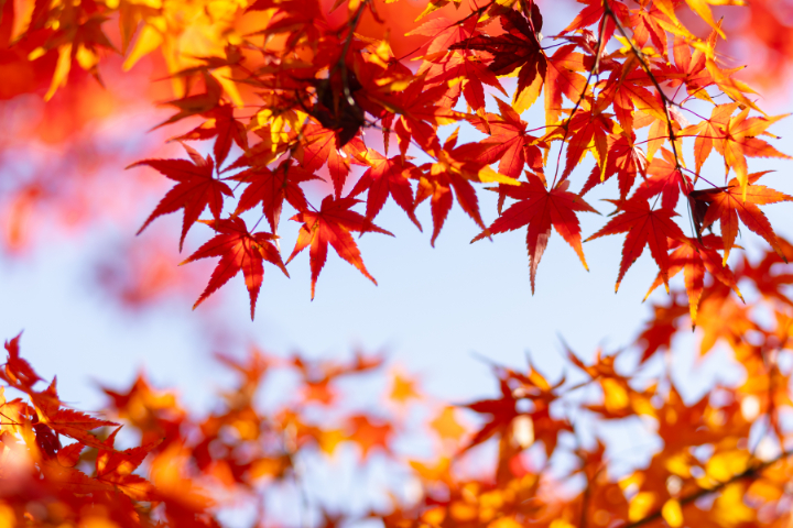 宗忠神社でのご結婚式