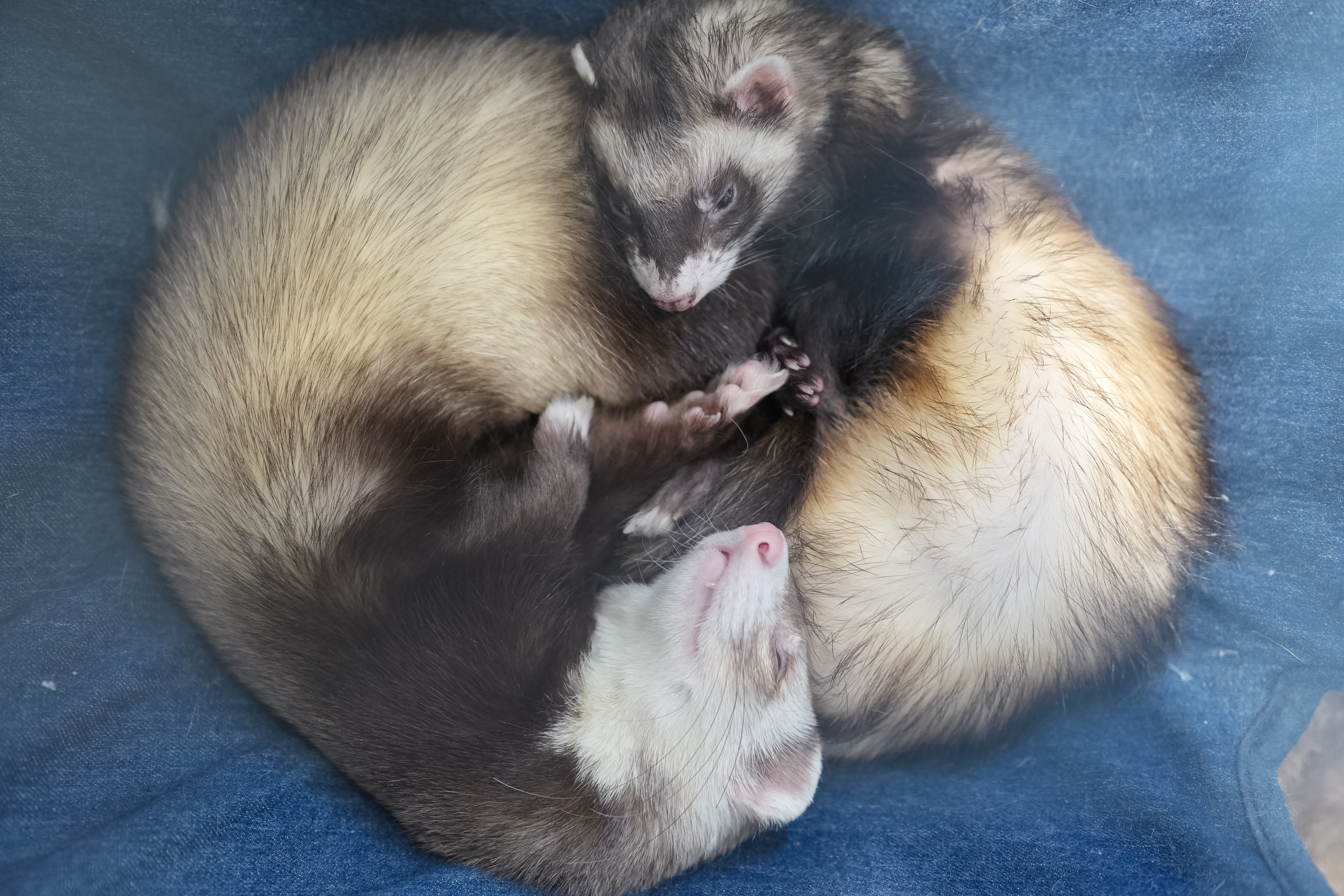 フェレット×結婚式