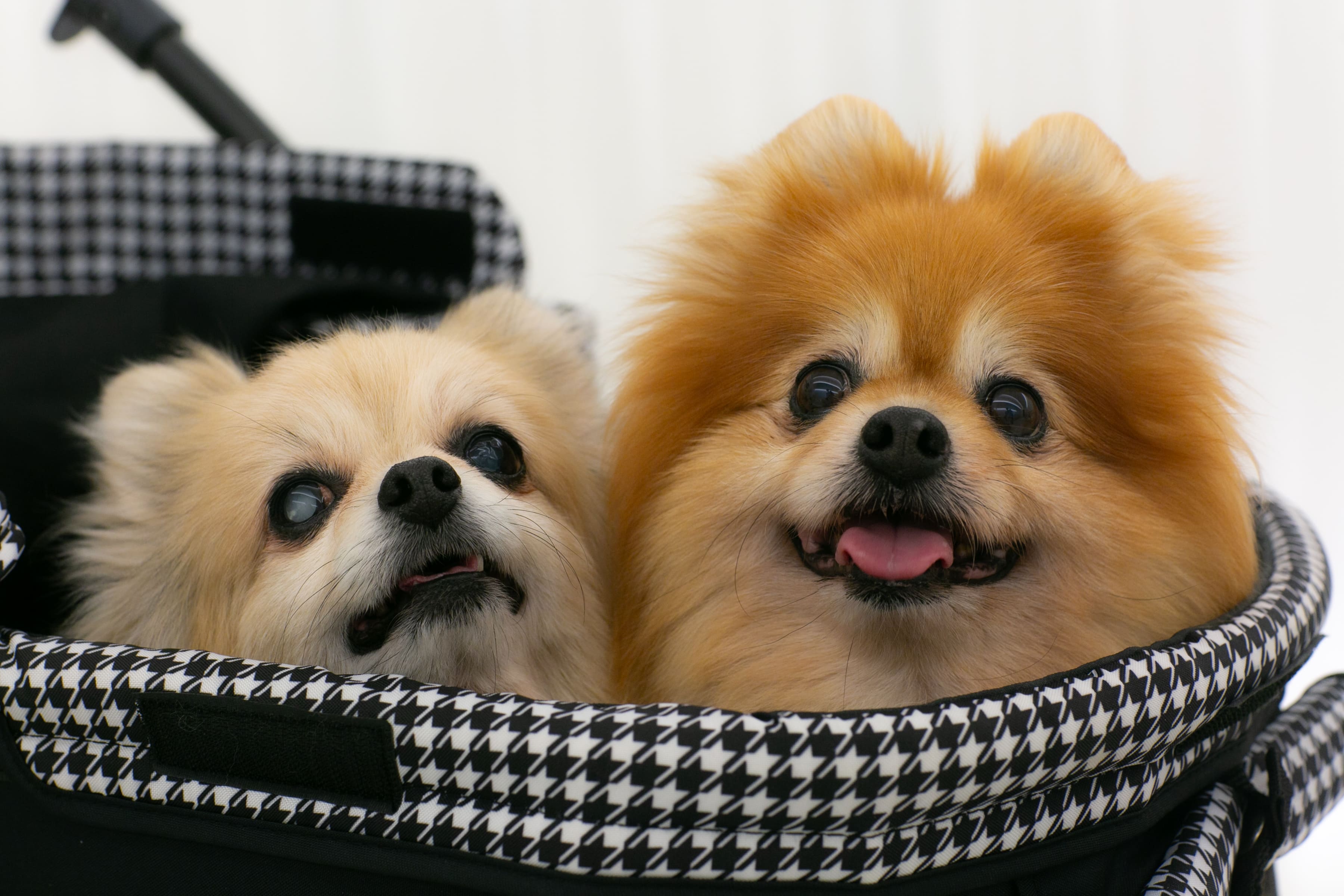 わんちゃんと一緒にフォトウエディング♪