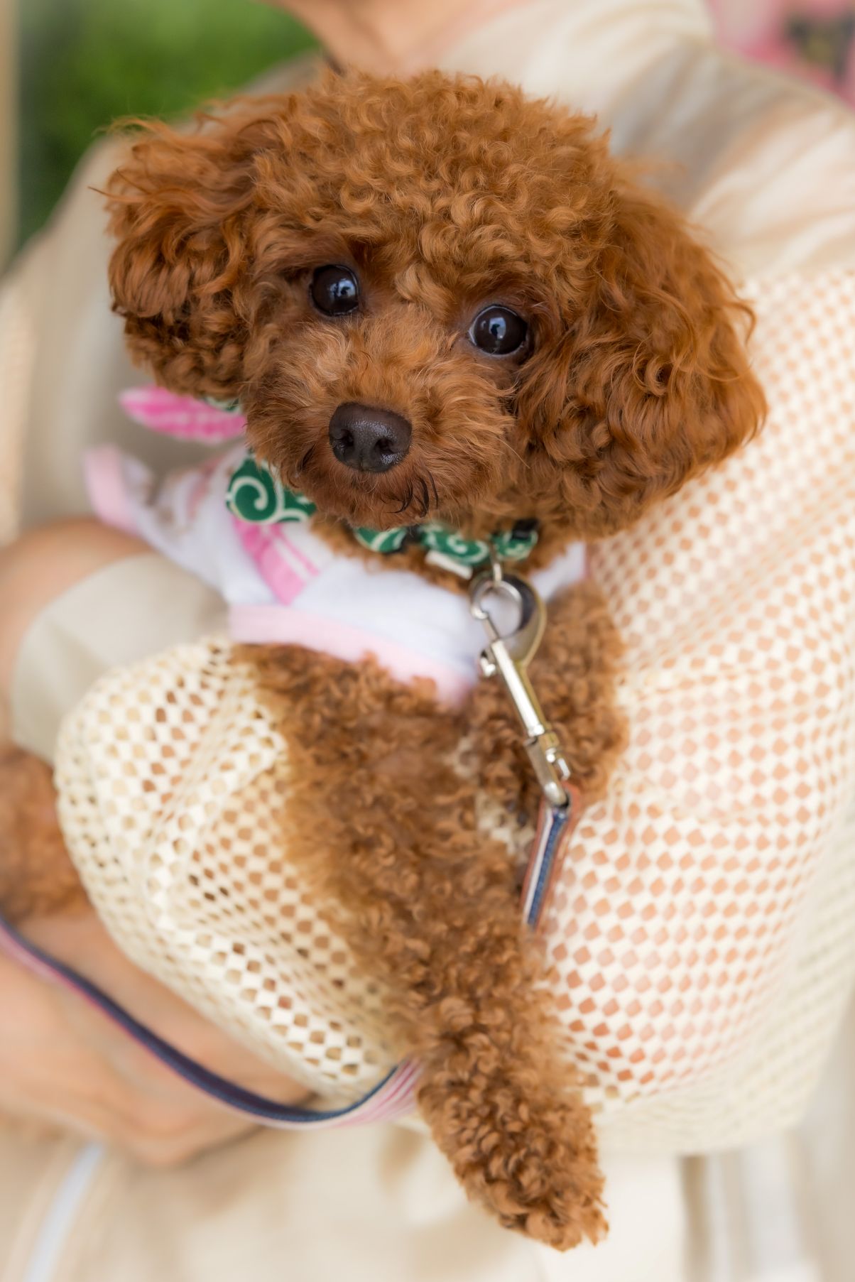 愛犬と和装洋装フォトウェディング🐶part.2