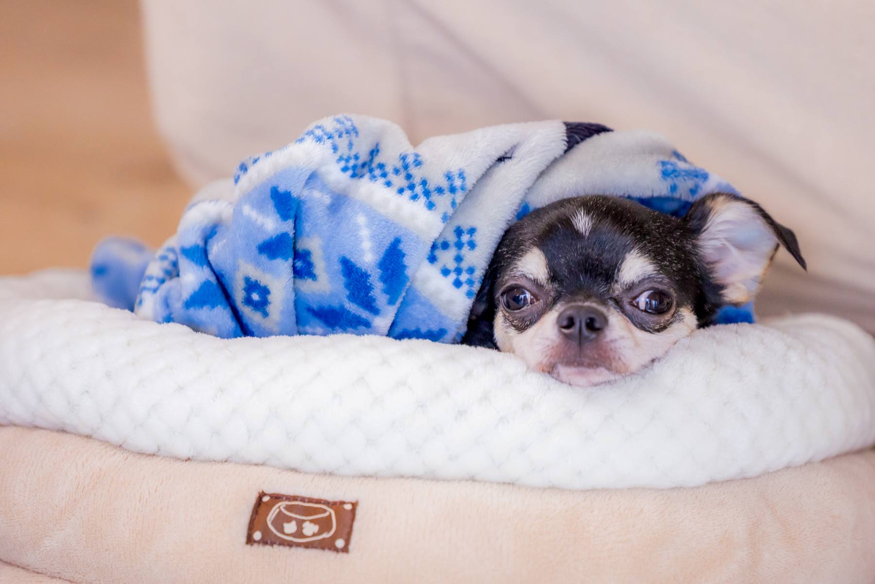 宮崎スタジオで和装洋装フォトウェディング✨愛犬たちと共に🐶