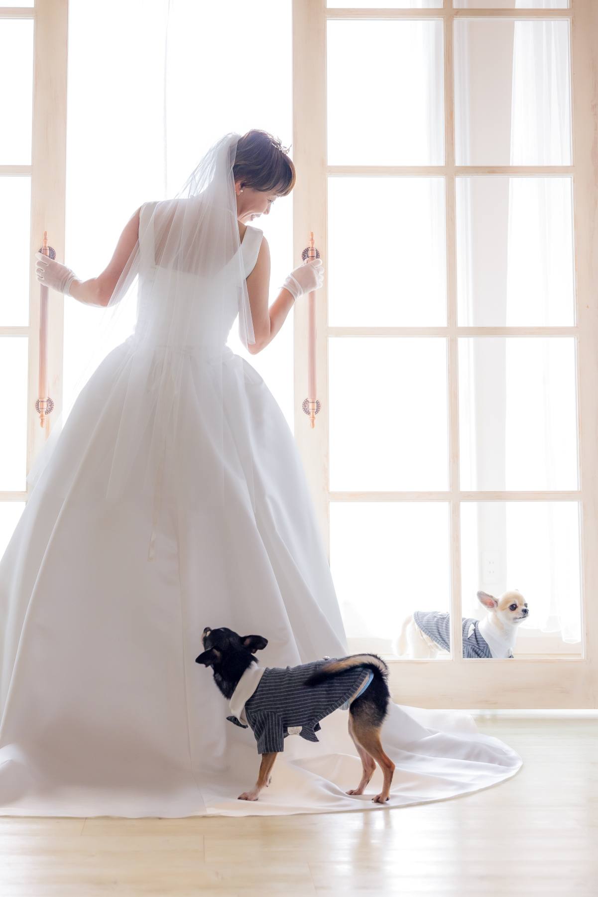 宮崎スタジオで和装洋装フォトウェディング✨愛犬たちと共に🐶