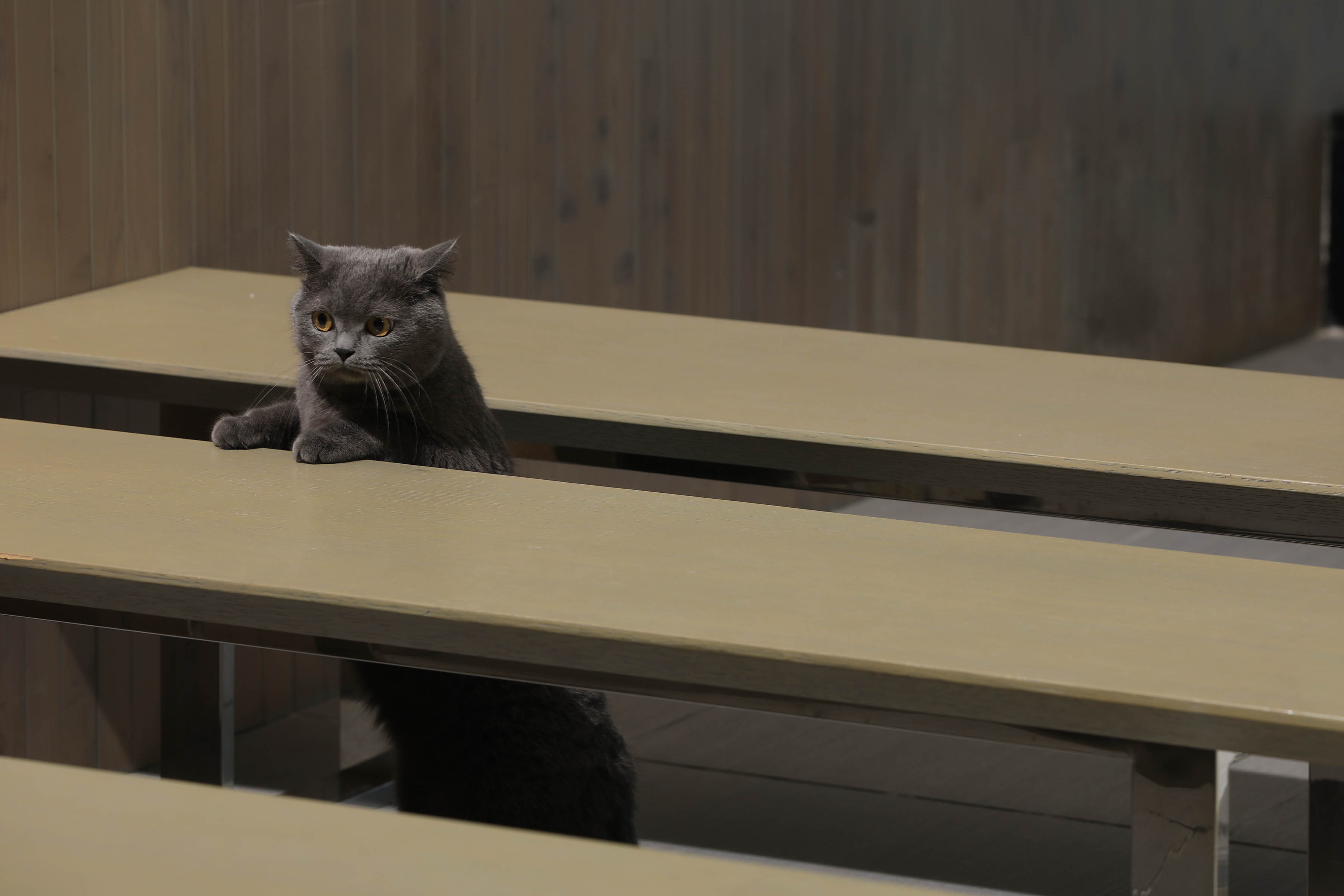 愛猫との時間～幸せを招く時間～