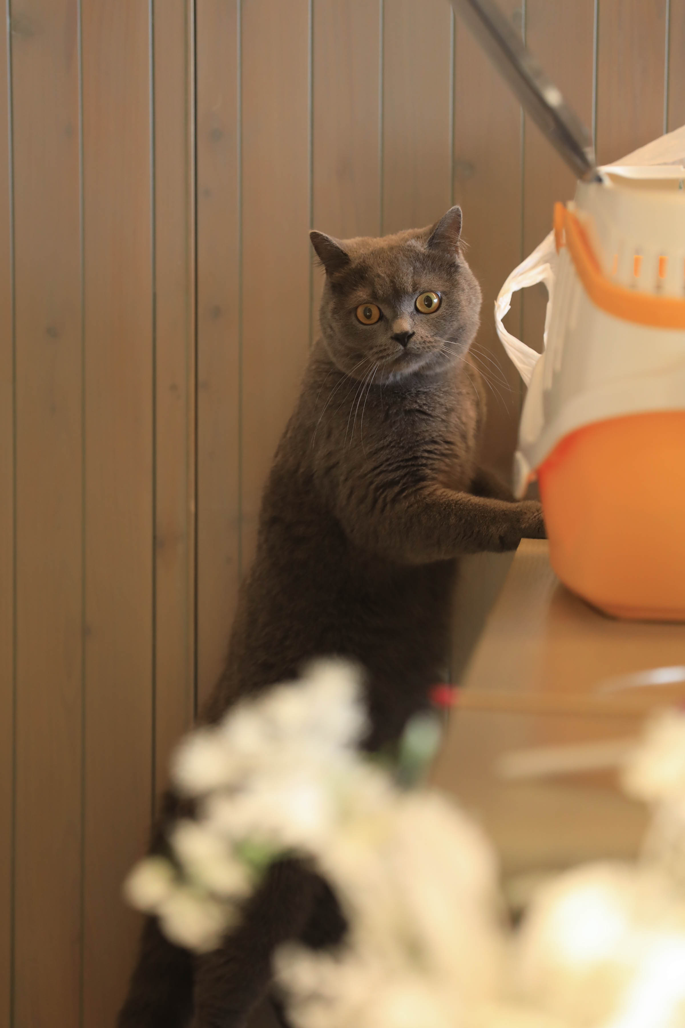 愛猫との時間～幸せを招く時間～