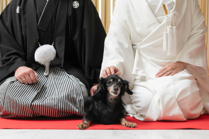 わんちゃんと和装撮影!