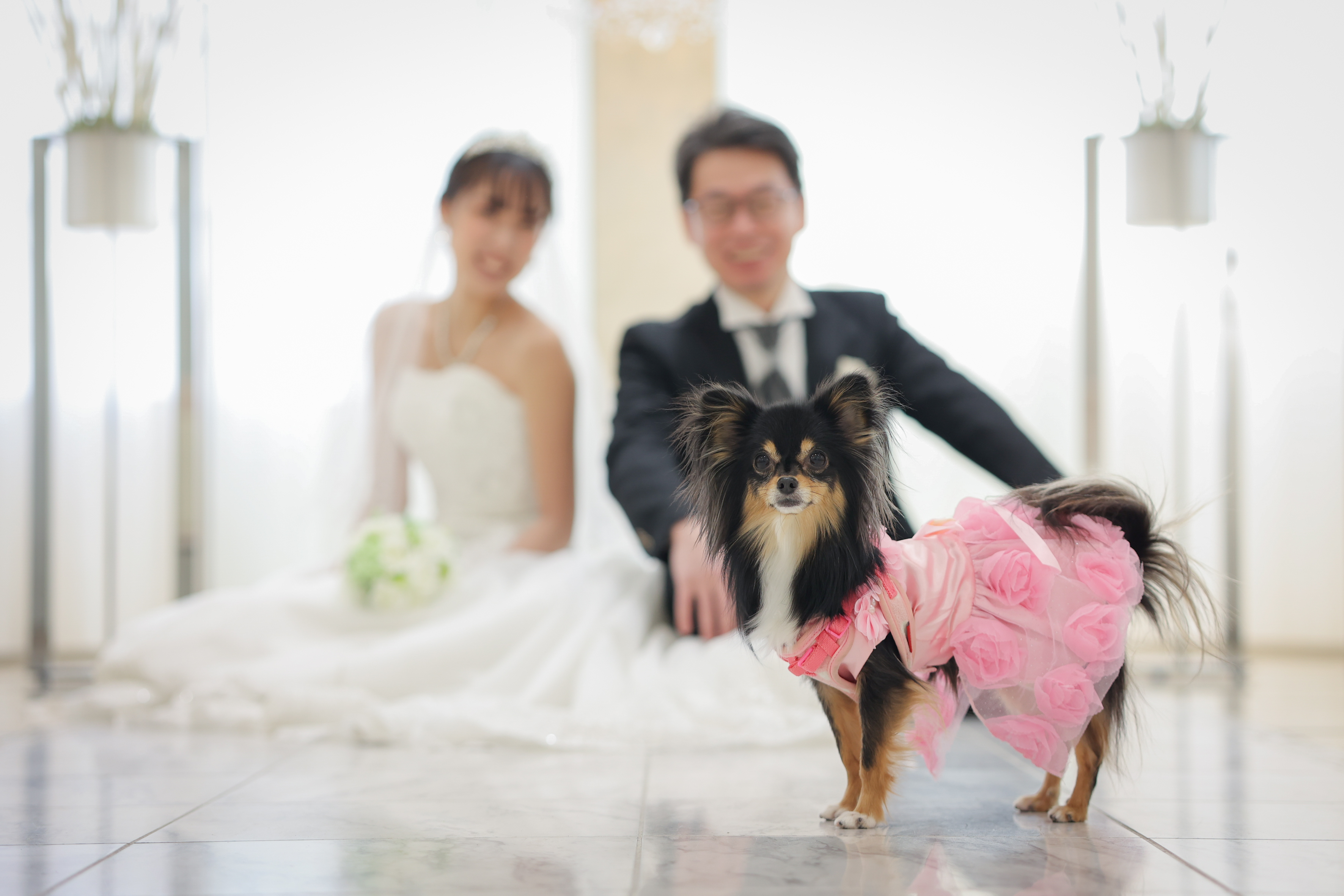 ワンちゃんフォトウエディング特集!!