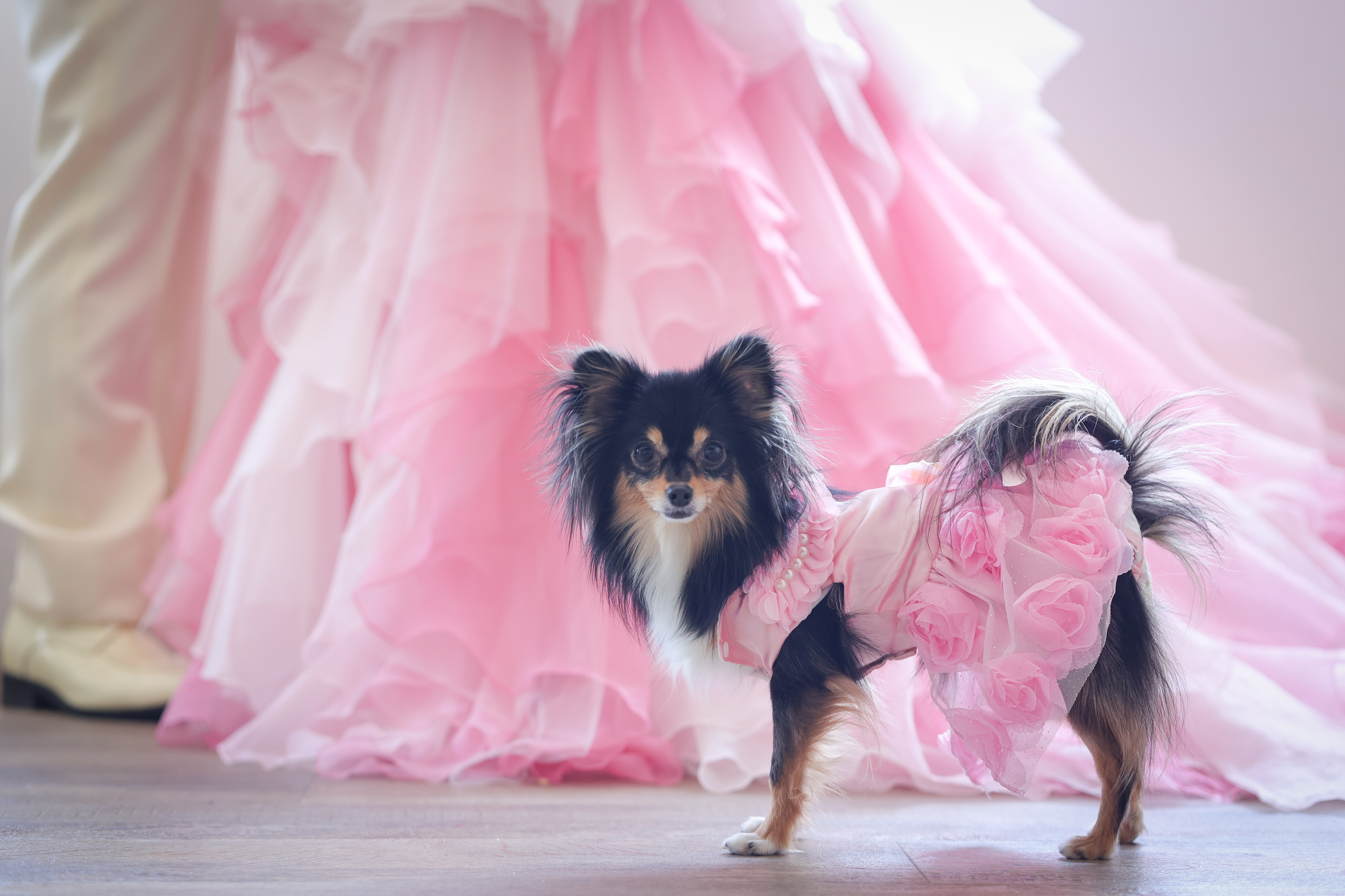 ワンちゃんフォトウエディング特集!!