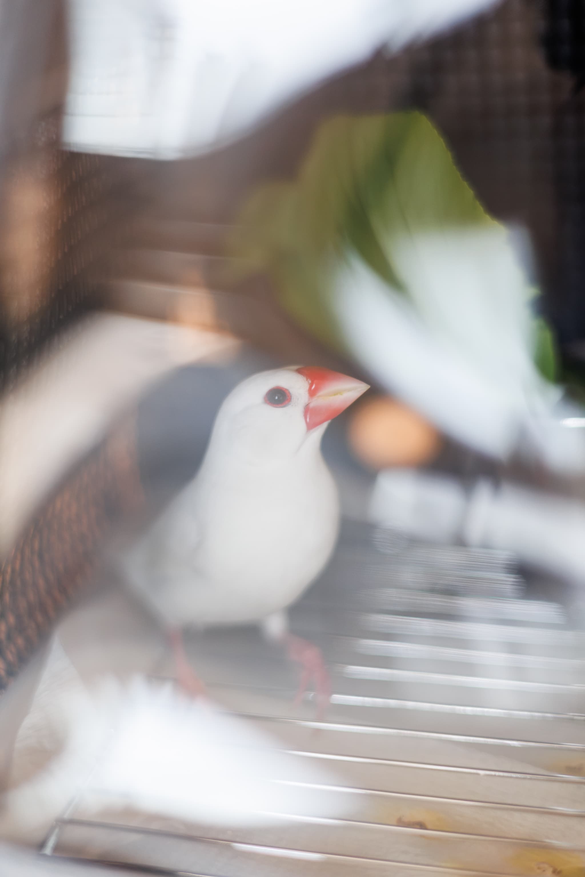 【小さな結婚式お台場店】かわいい文鳥と一緒の結婚式♪