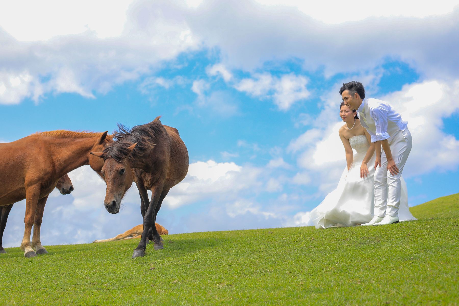 宮崎ロケーションフォト・都井岬~野生馬が彩る絶景~?