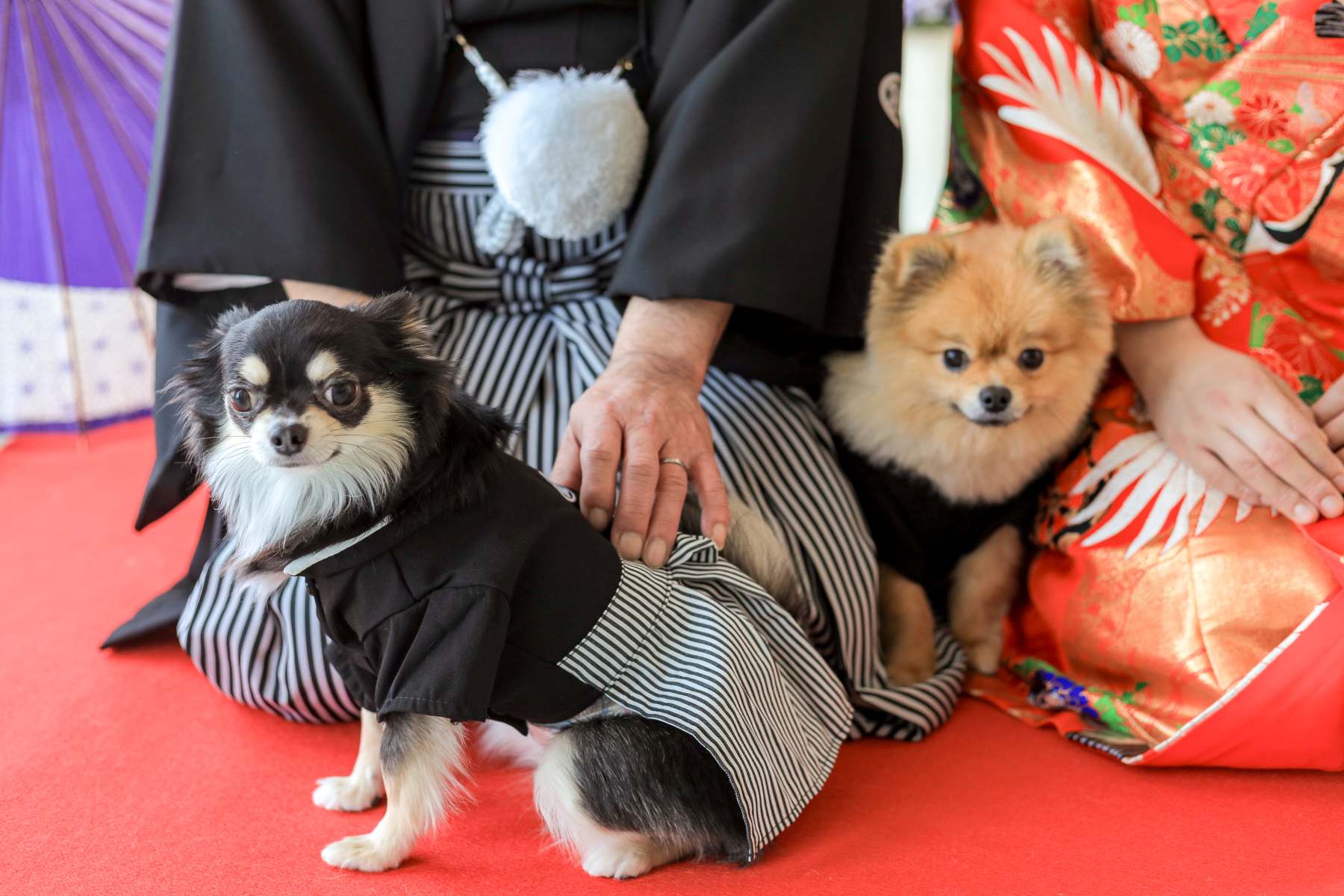 宮崎スタジオで和装と洋装ロケーション撮影🐶part,1