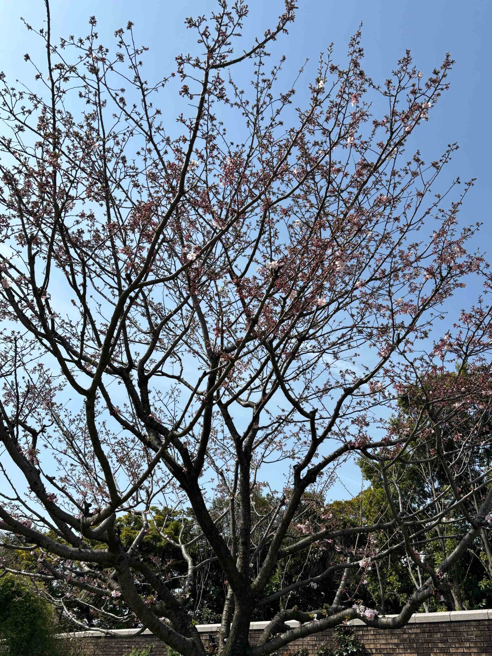 小さな結婚式横浜店~ガーデンの様子をご紹介?~