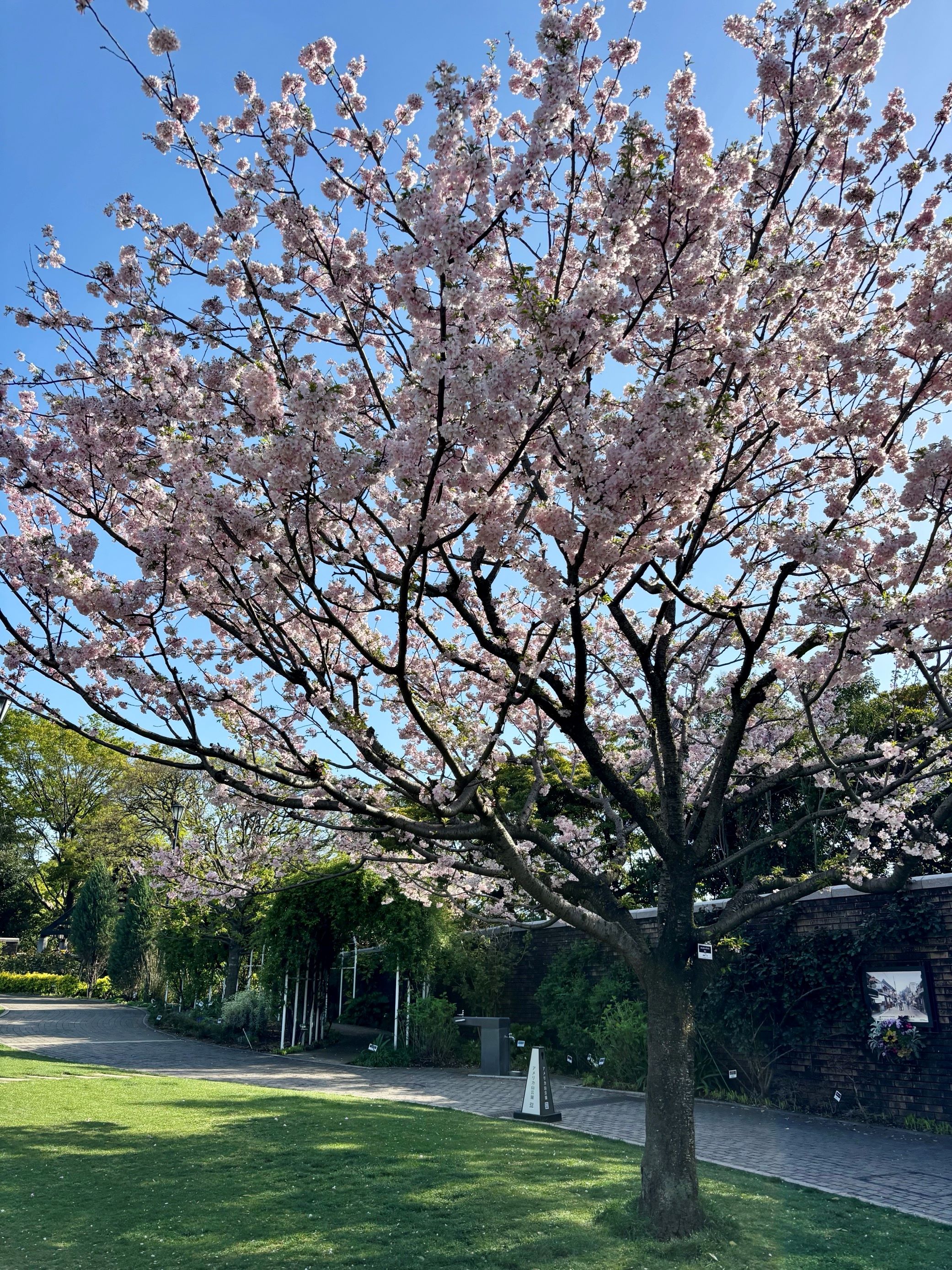 小さな結婚式横浜店～ガーデンの様子をご紹介?PART2～