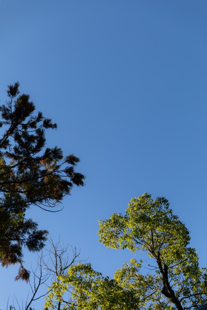小さな結婚式松山店?～秋晴れの下で神前式～