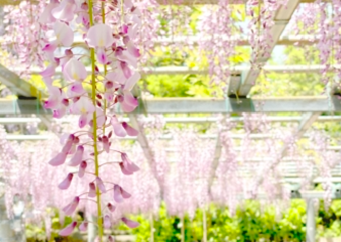 ■阿知の藤は「あけぼの藤」という品種で、4月中旬には薄紅色の花房をつけます/写真映えもするオススメポイント！樹齢については300から500年と定かではなく、これは、藤が樹齢を算定する「年輪」を形成しないという特徴のため