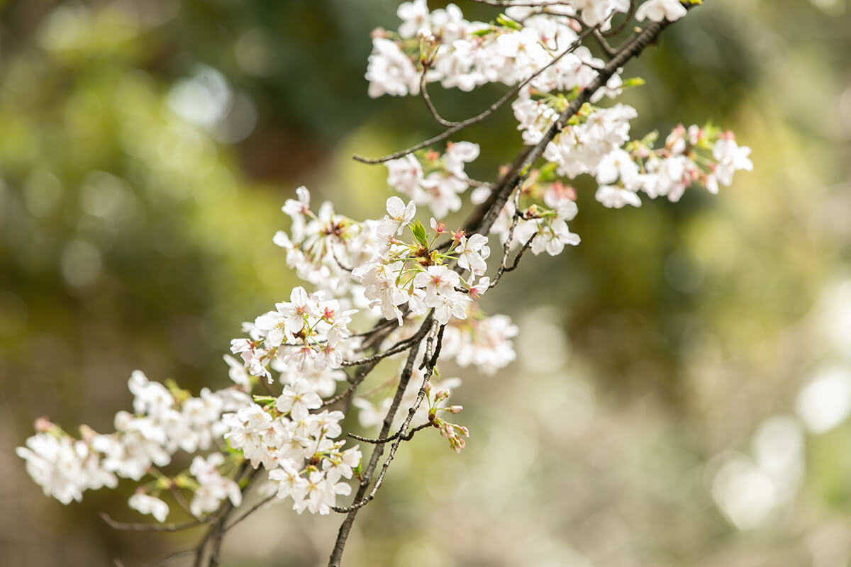 赤坂氷川神社で挙げられたお客様の結婚式写真01