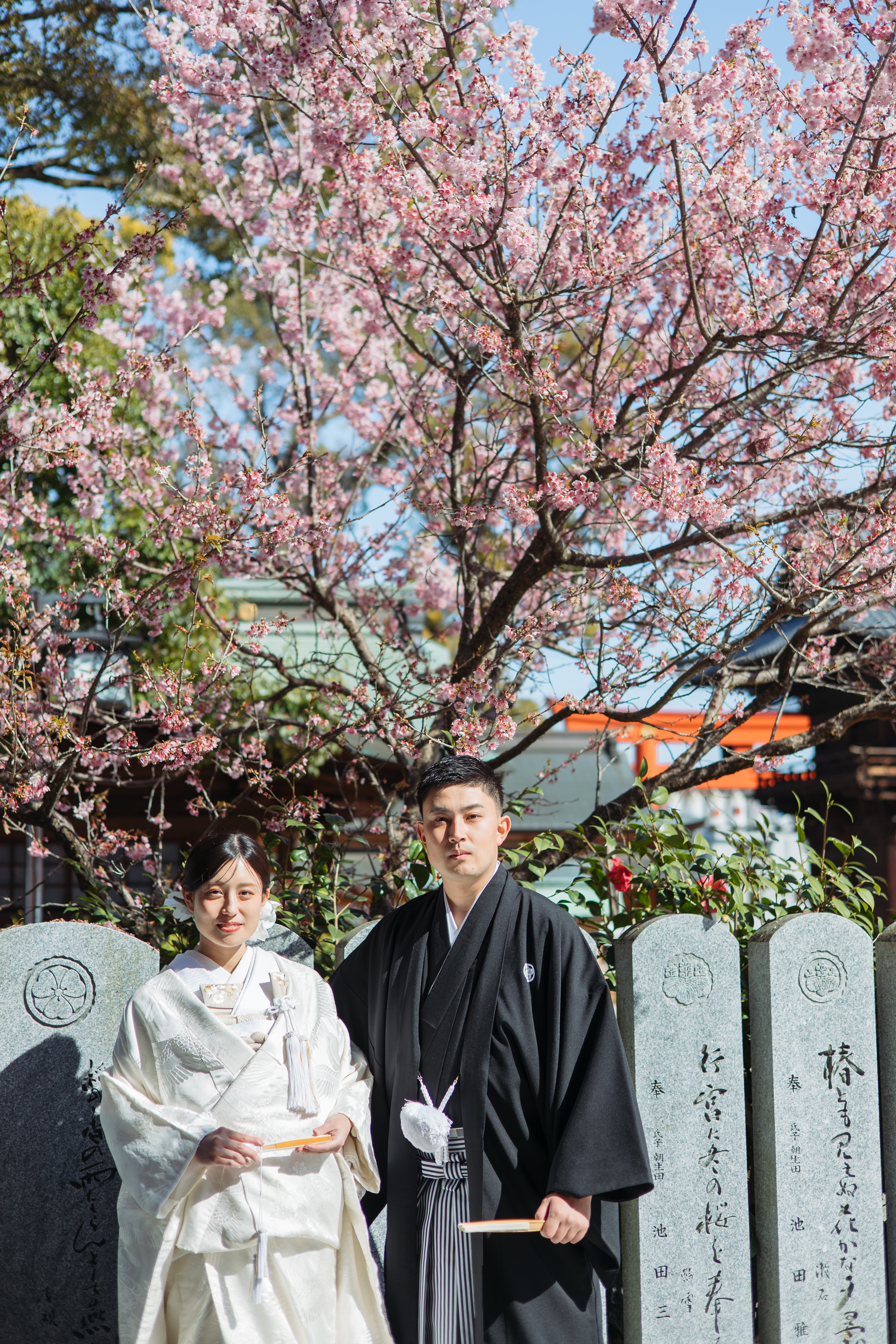 伊豫豆比古命神社 椿祷殿（椿神社）で挙げられたお客様の結婚式写真桜の木の前で紋付袴白無垢姿のお二人