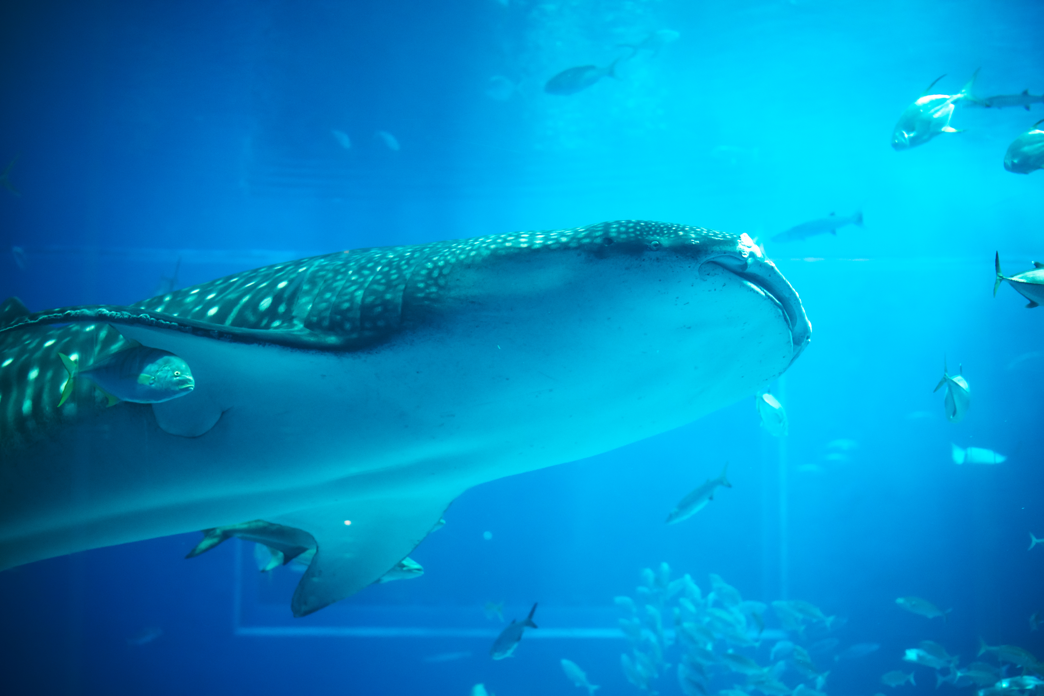 水族館の様子　ジンベイザメ