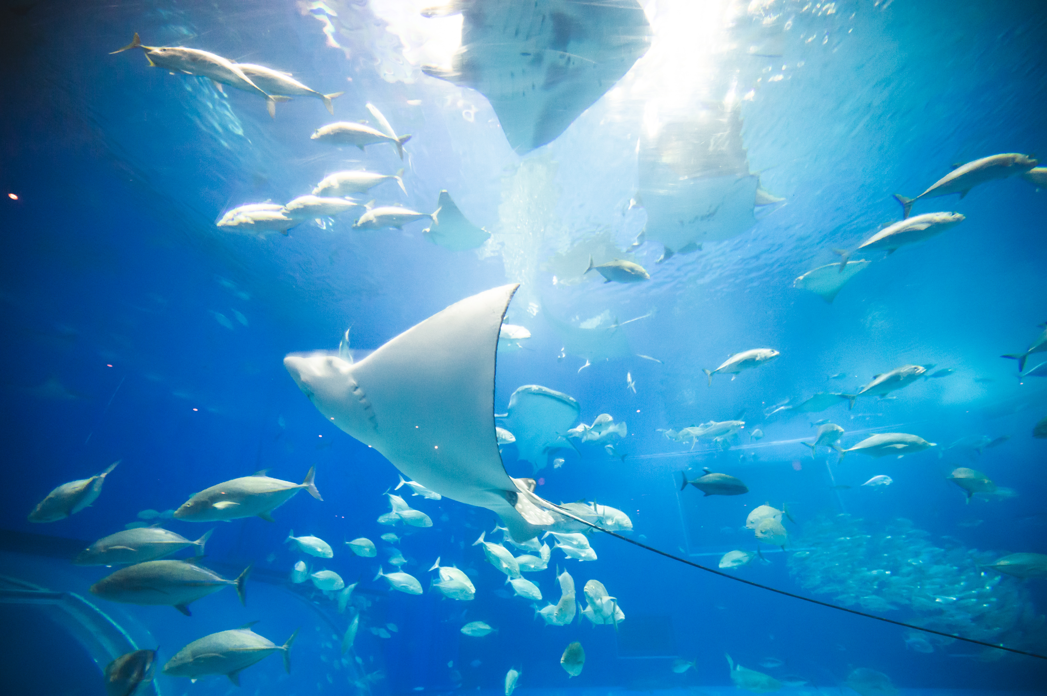 水族館の様子　回遊魚
