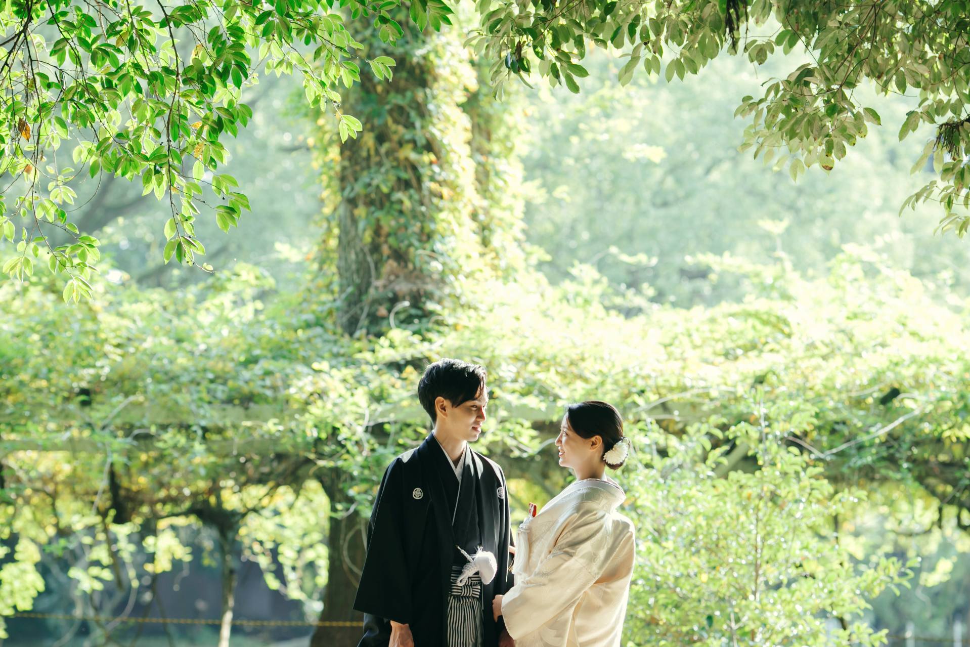 緑の日差しの綺麗な写真