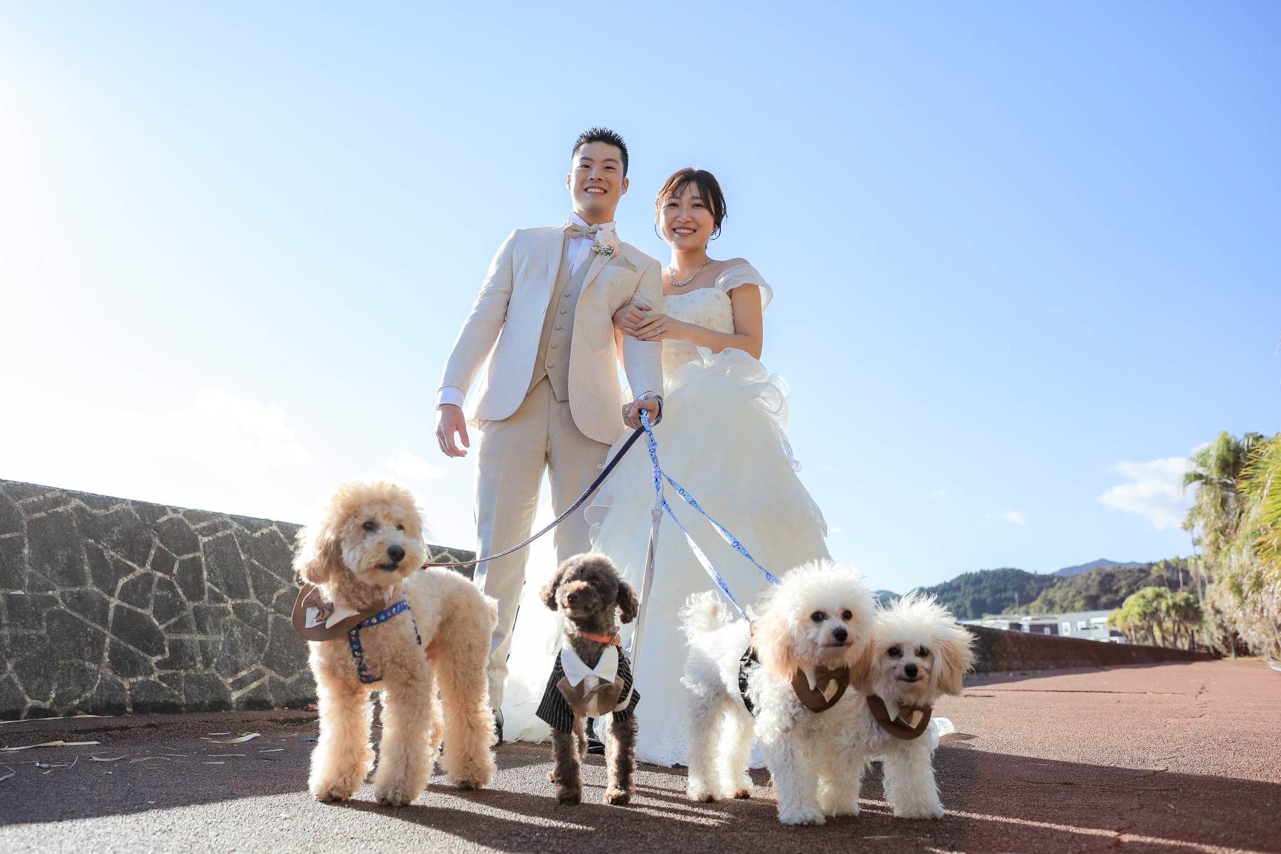 愛犬たちとお散歩風写真