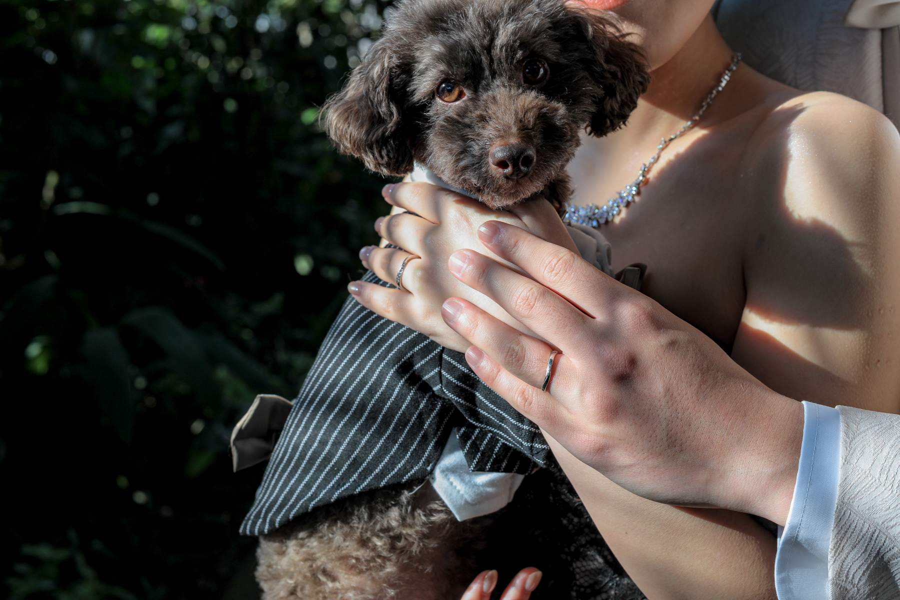 愛犬と指輪の写真