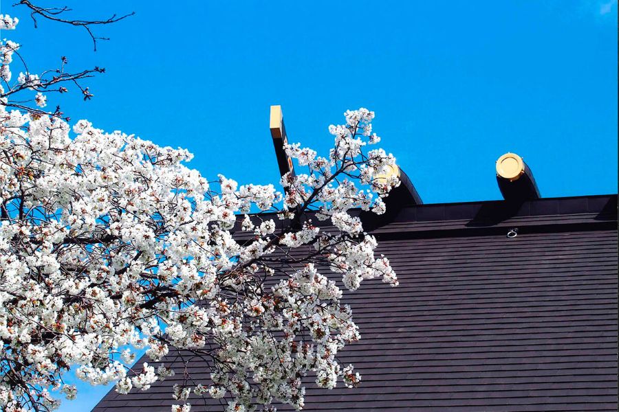 春先は桜が満開に
