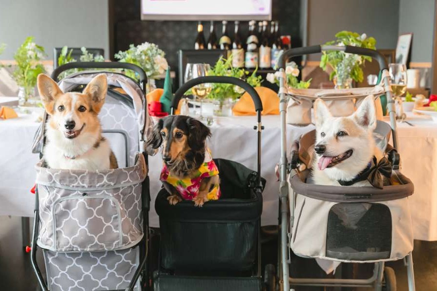 【愛犬と一緒に記念日が祝える環境】「ワンちゃんゲスト最優先宣言」を掲げる宿で、館内どこでも愛犬と一緒に過ごせます。 ドッグラン（300坪・3面）、愛犬専用温泉、フォトスタジオ、酸素カプセルまで完備しており “家族全員で結婚の記念日を迎えられる” という唯一無二の魅力があります。