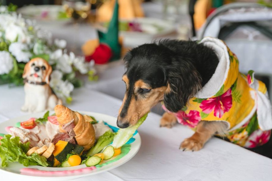 【特別な一日を彩る、華やかで贅沢な祝宴】愛犬にも専用の御膳が無料提供されるため、大切な家族みんなで同じひとときを分かち合えるのも大きな魅力。 二人の新たな門出を、温かく華やかな食体験がそっと彩ってくれます。