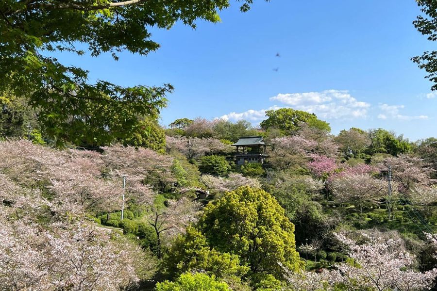 騎馬像・神門・参道など“撮影スポットが豊富”