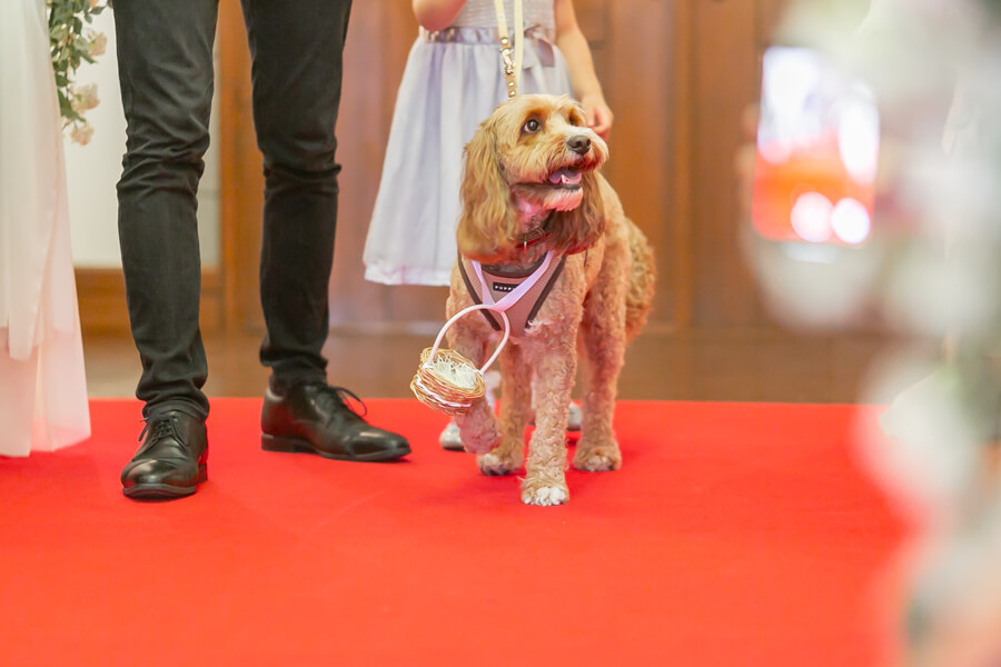 ペットの参加もOK