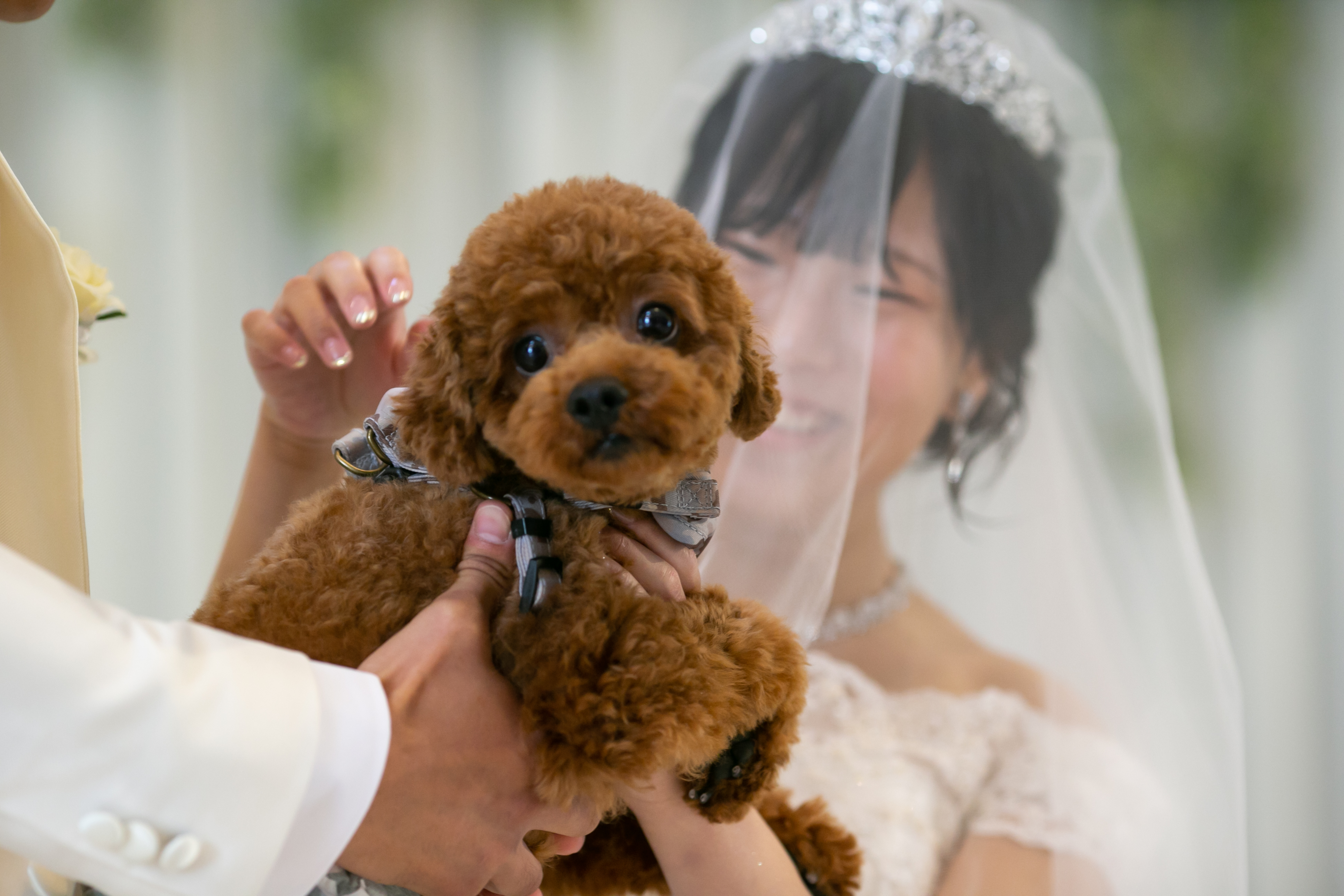 自然光が差し込む、白と木の温もりに包まれたチャペル。
やわらかな光に包まれながら、大切な人たち、そして大切なペットにも見守られて、心温まる挙式を叶えていただけます。

家族の一員であるペットと一緒に過ごす、かけがえのない結婚式。
その愛らしい姿も、おふたりとの大切な時間も、写真に残していただけます。

「大切な人たちと過ごす時間」も「ペットと一緒に残す思い出」も、どちらも大切にしたい。

そんなおふたりにおすすめの、家族みんなで楽しめるチャペルです。