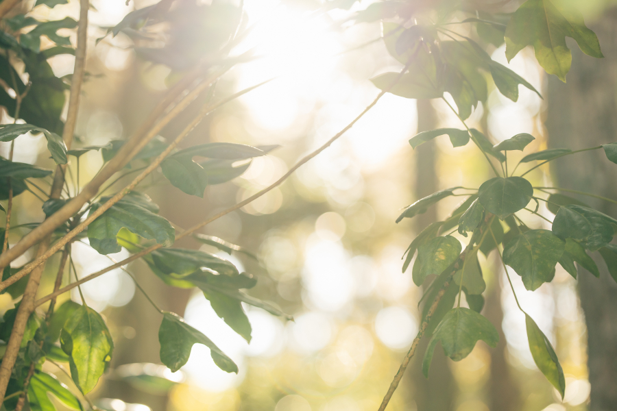 ■境内は緑に囲まれた落ち着いた空間で、日常からはなれ厳かで深い時間を感じながら誓いを交わせるのが魅力