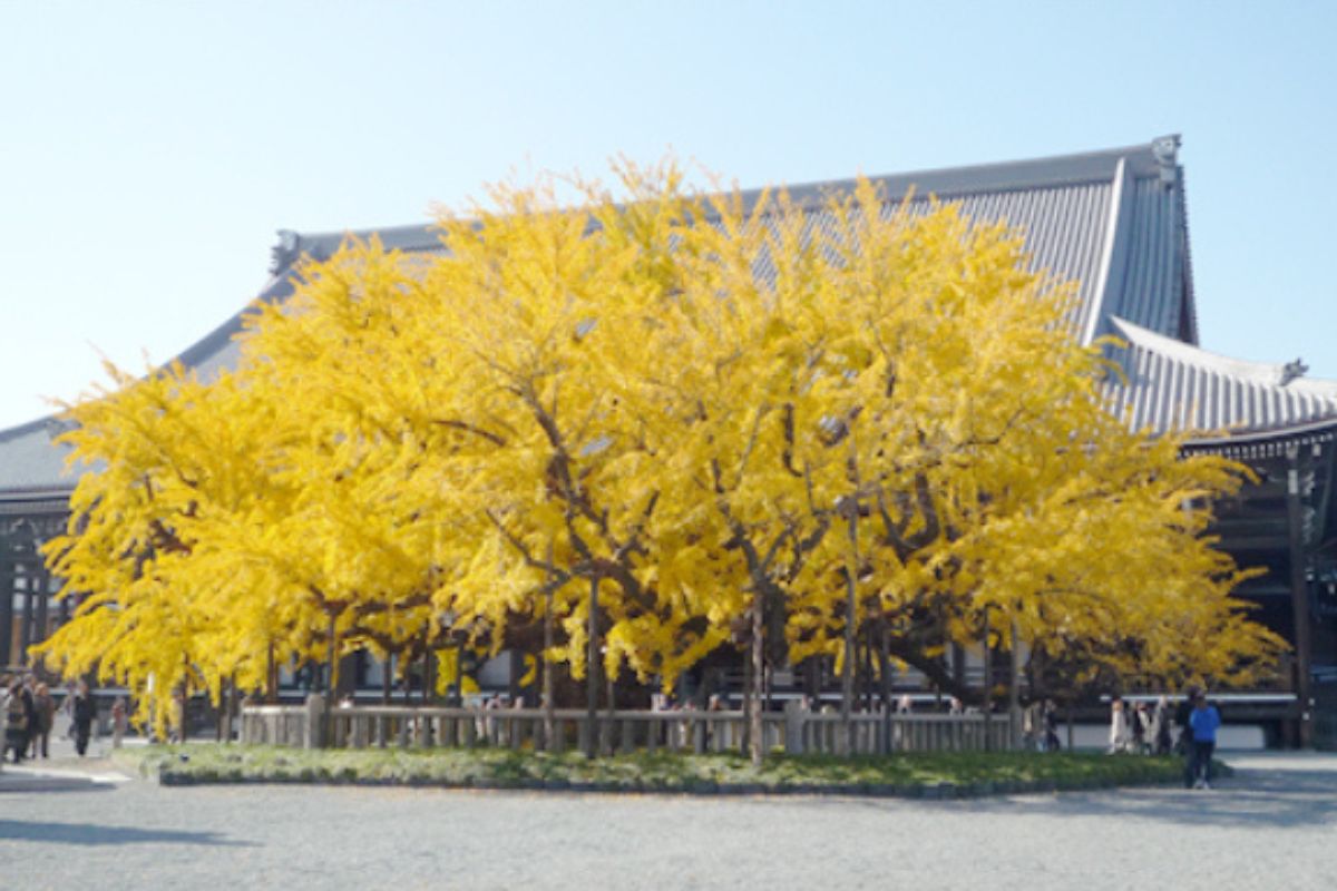 西本願寺（龍谷山 本願寺）